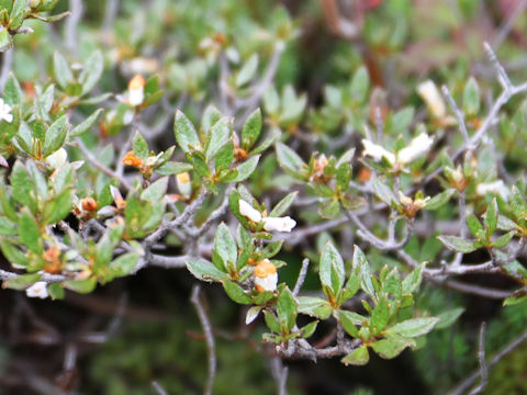 Rhododendron tschonoskii var. tetramerum