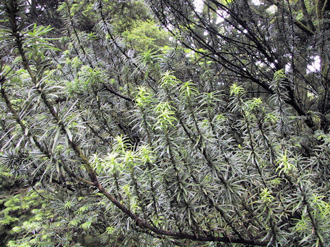 Cephalotaxus harringtonia f. fastigiata