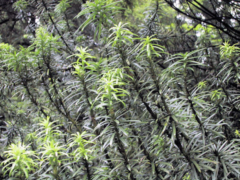 Cephalotaxus harringtonia f. fastigiata