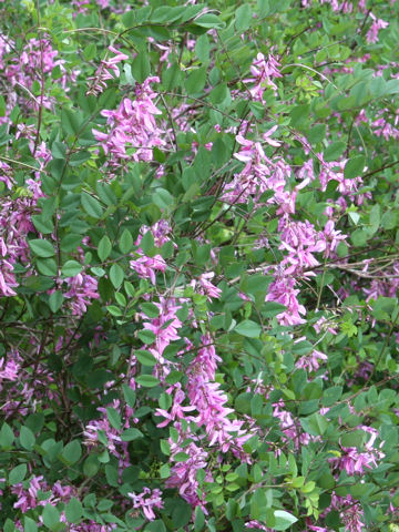 Indigofera kirilowii