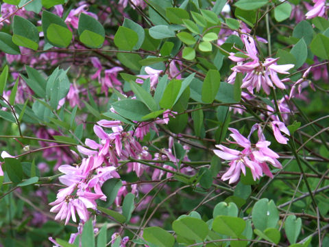 Indigofera kirilowii