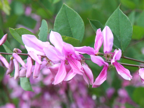 Indigofera kirilowii