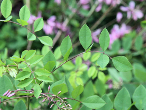 Indigofera kirilowii