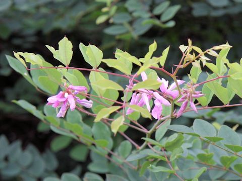 Indigofera kirilowii