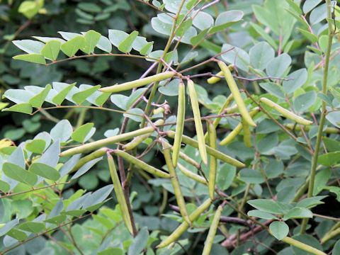 Indigofera kirilowii