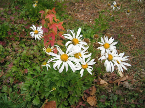 Chrysanthemum zawadskii var. latilobum