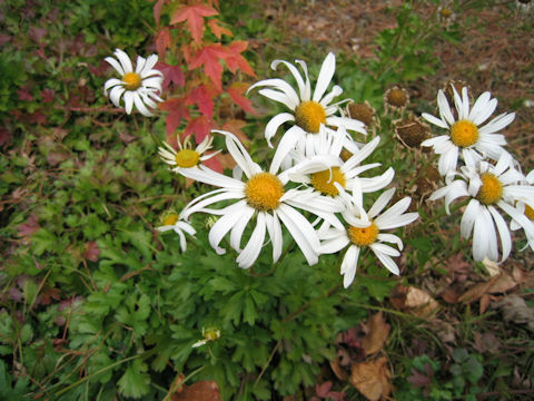 Chrysanthemum zawadskii var. latilobum