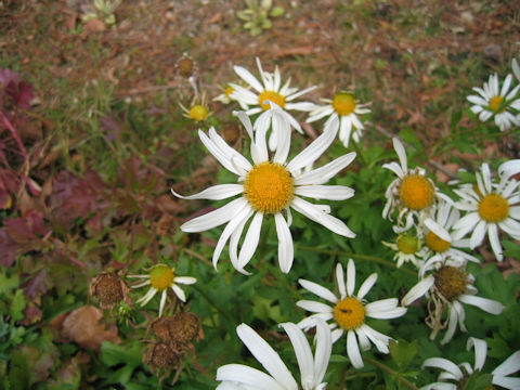 Chrysanthemum zawadskii var. latilobum