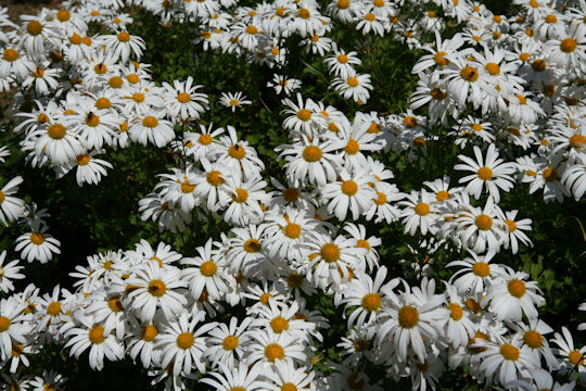 Chrysanthemum zawadskii var. latilobum