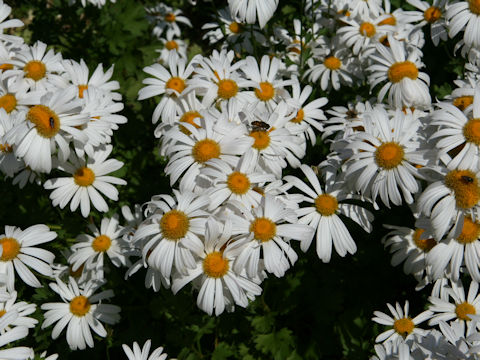 Chrysanthemum zawadskii var. latilobum