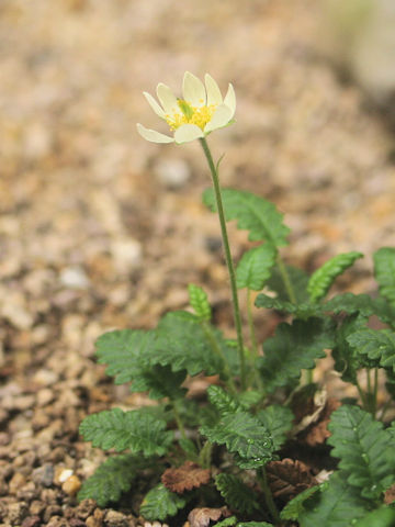 Dryas octopetala var. asiatica