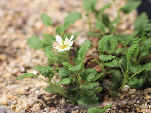 Dryas octopetala var. asiatica