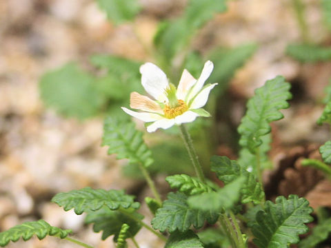 Dryas octopetala var. asiatica