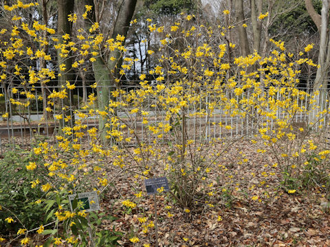 Forsythia viridissima var. koreana