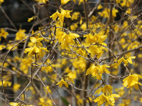Forsythia viridissima var. koreana