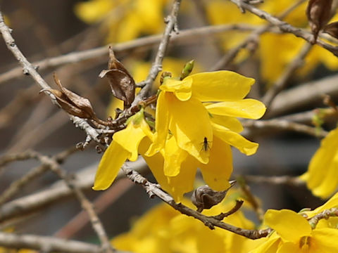 Forsythia viridissima var. koreana
