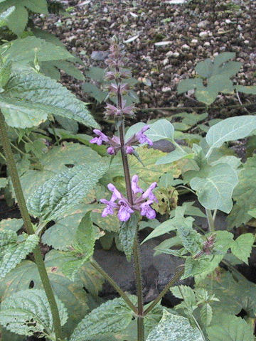 Stachys sieboldii