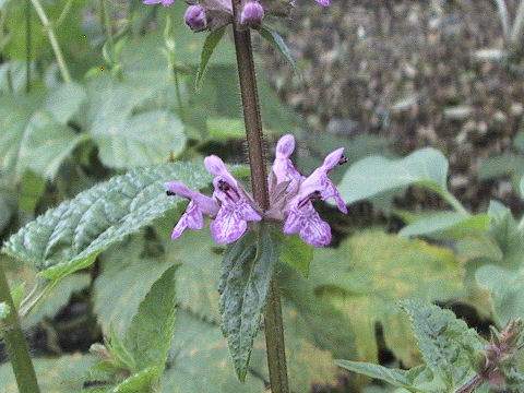 Stachys sieboldii