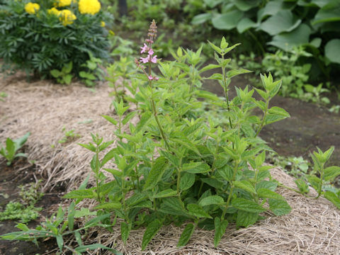 Stachys sieboldii