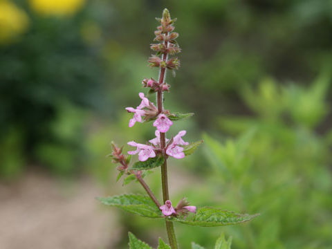 Stachys sieboldii