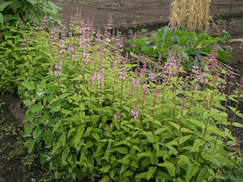 Stachys sieboldii