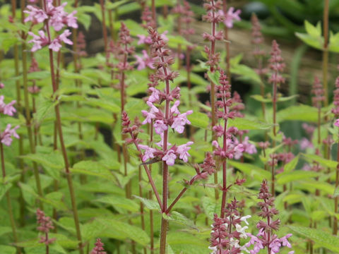 Stachys sieboldii