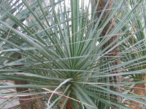 Beaucarnea gracilis