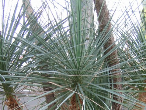 Beaucarnea gracilis