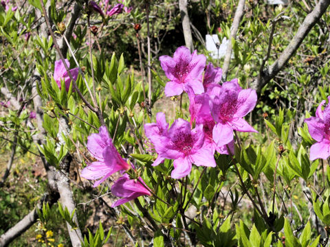 Rhododendron yedoense var. yedoense f. poukhanense