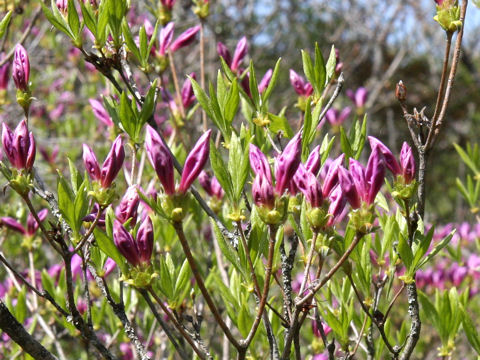 Rhododendron yedoense var. yedoense f. poukhanense