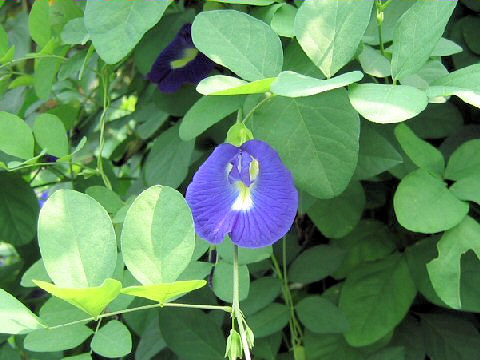 Clitoria ternatea