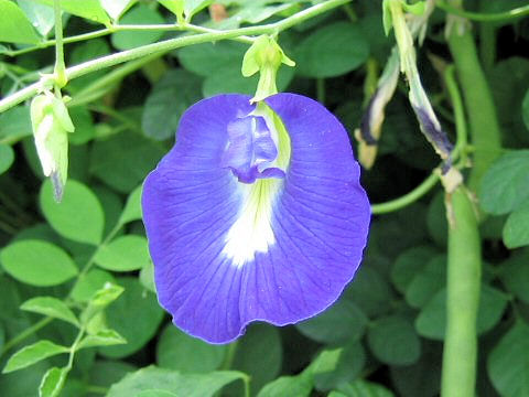 Clitoria ternatea