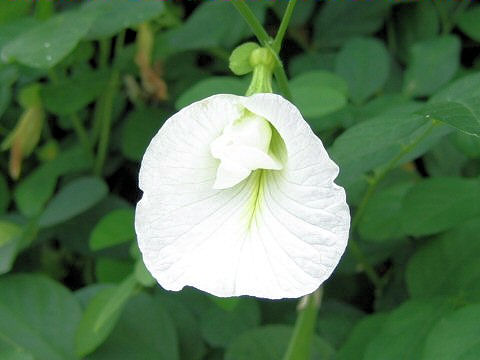 Clitoria ternatea cv. Alba