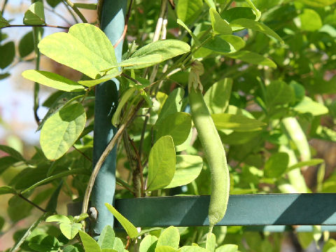 Clitoria ternatea