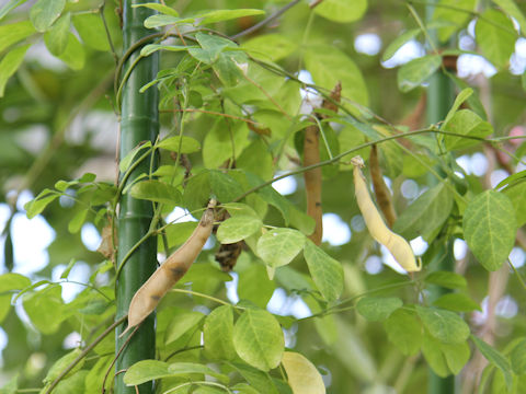 Clitoria ternatea