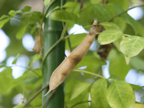 Clitoria ternatea