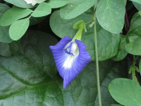 Clitoria ternatea