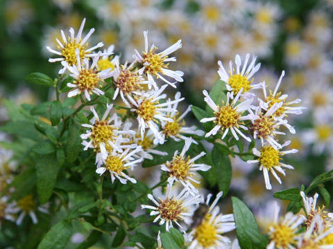 Aster microcephalus var. ripensis f. tubulosus