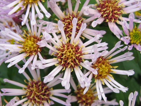 Aster microcephalus var. ripensis f. tubulosus