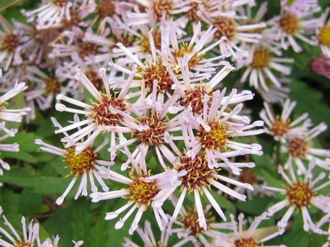 Aster microcephalus var. ripensis f. tubulosus