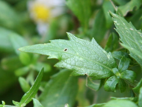 Aster microcephalus var. ripensis f. tubulosus