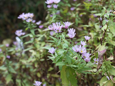 Aster microcephalus var. ripensis f. tubulosus