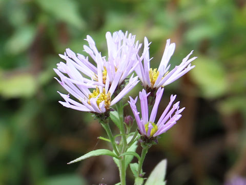 Aster microcephalus var. ripensis f. tubulosus