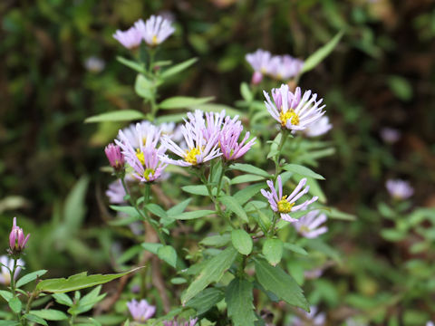 Aster microcephalus var. ripensis f. tubulosus