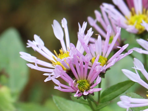 Aster microcephalus var. ripensis f. tubulosus