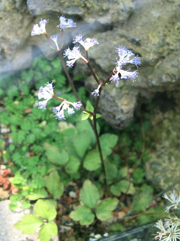 Sanicula caerulescens