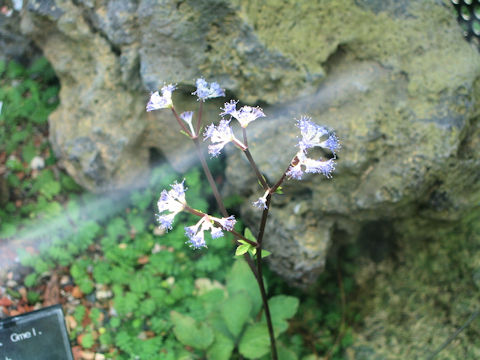 Sanicula caerulescens