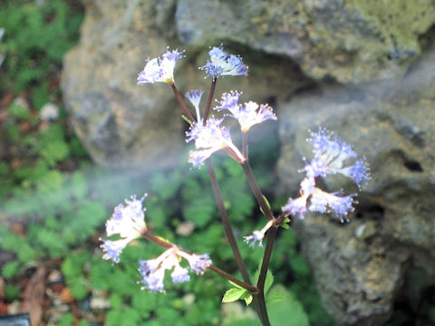 Sanicula caerulescens