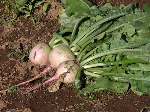Raphanus sativus var. hortensis