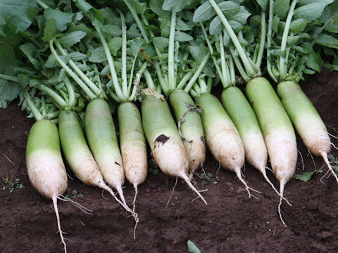 Raphanus sativus var. hortensis